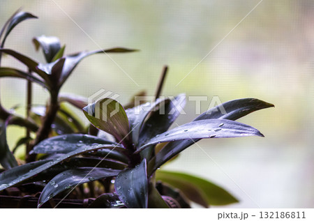 Flowering Tradescantia Spathacea aka Oyster plant Flowering Tradescantia Spathacea aka Oyster plant 132186811