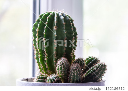 Cactus in a flower pot on a light background Cactus in a flower pot on a light background 132186812