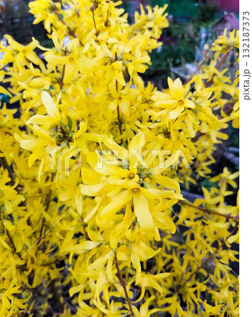 A bush with yellow flowers and a brown stem. A bush with yellow flowers and a brown stem. 132187373
