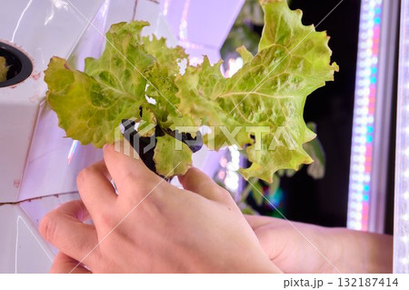 Growing Hydroponic Lettuce Utilizing Advanced Technology for Enhanced Cultivation 132187414