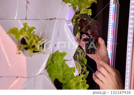 Growing Hydroponic Lettuce Utilizing Advanced Technology for Enhanced Cultivation 132187416