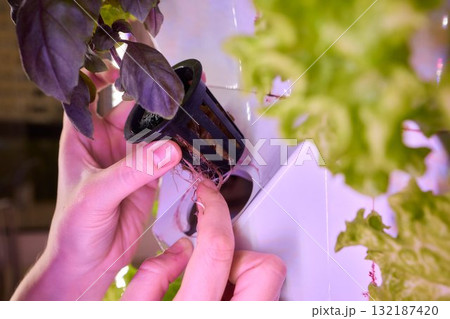 Innovative Hydroponics An Exciting Method for Growing Fresh Vegetables in Urban Spaces 132187420