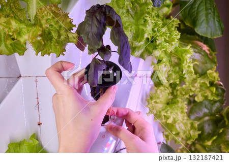 Innovative Hydroponics An Exciting Method for Growing Fresh Vegetables in Urban Spaces Innovative Hydroponics An Exciting Method for Growing Fresh Vegetables in Urban Spaces 132187421