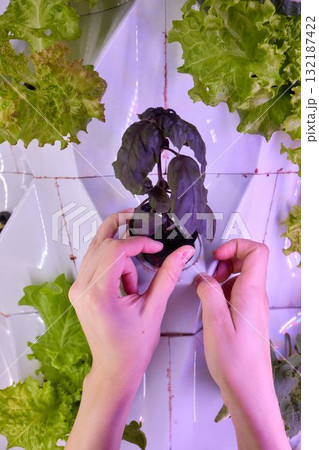 Innovative Hydroponics An Exciting Method for Growing Fresh Vegetables in Urban Spaces 132187422