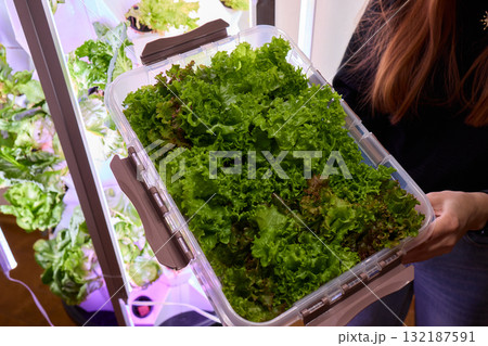 Fresh and delicious greens that are freshly harvested from an indoor hydroponic garden setup Fresh and delicious greens that are freshly harvested from an indoor hydroponic garden setup 132187591