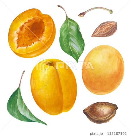 A set with apricots, green leaves, and pits, hand-drawn. Watercolor illustration isolated on a white background. Clipart. A set for cooking, cosmetics, gardening, and scrapbooking. 132187592