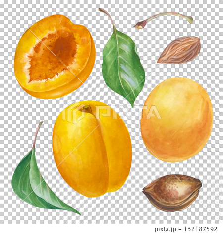 A set with apricots, green leaves, and pits, hand-drawn. Watercolor illustration isolated on a white background. Clipart. A set for cooking, cosmetics, gardening, and scrapbooking. 132187592