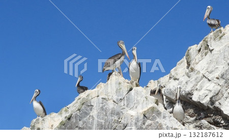 A group of brown pelicans perches on rugged cliffs 132187612