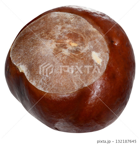 A horse chestnut with a smooth, shiny, brown surface. 132187645