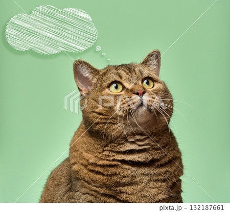 Pensive, dreamy shorthair cat looking up, with a thought cloud drawn on it 132187661