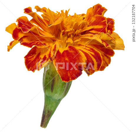 Orange red marigold flower on an isolated background Orange red marigold flower on an isolated background 132187704
