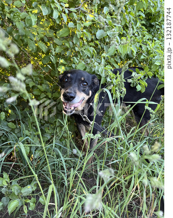 Dog with collar stands amid tall grass and green leaves in natural outdoor setting. Ideal for adventure content 132187744
