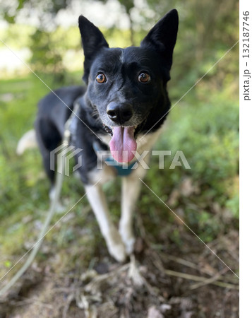 Cute black and white dog with tongue sticking out on a walk in the summertime. Does the dog suffer from the heat, is the dog thirsty Cute black and white dog with tongue sticking out on a walk in the summertime. Does the dog suffer from the heat, is the dog thirsty 132187746