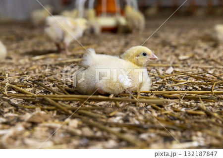 small chickens in a poultry farm on a litter of sawdust, small chickens of a meat breed in yellow fluff , industrial farming to provide meat products small chickens in a poultry farm on a litter of sawdust, small chickens of a meat breed in yellow fluff , industrial farming to provide meat products 132187847
