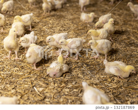chickens at a large poultry farm, young chicken chickens on sawdust flooring chickens at a large poultry farm, young chicken chickens on sawdust flooring 132187869