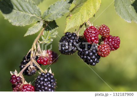 black ripe blackberries on a shrub along with red unripe berries hanging on a branch, red and black blackberries hang on a shrub in the summer in sunny weather black ripe blackberries on a shrub along with red unripe berries hanging on a branch, red and black blackberries hang on a shrub in the summer in sunny weather 132187900