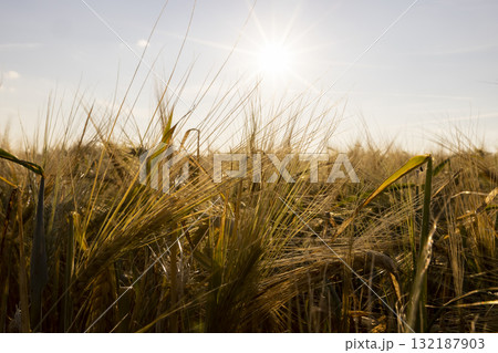 rye plants in Europe during sunset, a large number of rye ears in a field against a blue sky with yellow hues at sunset rye plants in Europe during sunset, a large number of rye ears in a field against a blue sky with yellow hues at sunset 132187903