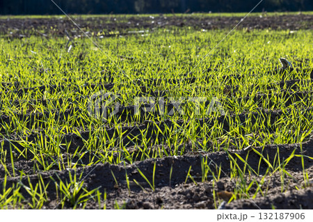 green frost-resistant wheat that was planted in winter, beautiful winter wheat, cereals in the autumn before frost, sunny weather green frost-resistant wheat that was planted in winter, beautiful winter wheat, cereals in the autumn before frost, sunny weather 132187906
