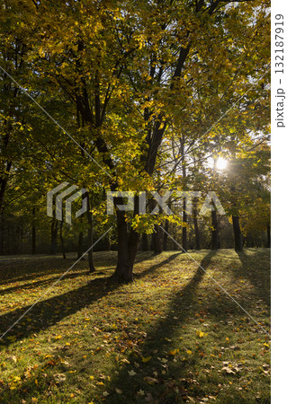 Beautiful park with yellow leaves on tall maple trees in sunny weather in the autumn season, beautiful tall yellow maple trees with bright sunlight illuminating the yellowing trees behind Beautiful park with yellow leaves on tall maple trees in sunny weather in the autumn season, beautiful tall yellow maple trees with bright sunlight illuminating the yellowing trees behind 132187919
