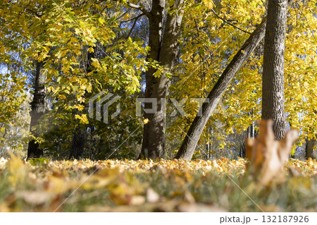 beautiful changes in nature during the autumn cold snap and a change in the color of the foliage of trees beautiful changes in nature during the autumn cold snap and a change in the color of the foliage of trees 132187926
