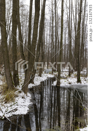 a flooded area with frozen water and tall bare trees in the winter , a swamp in the winter season with frozen water and tall trees without foliage reflected in the water 132187935