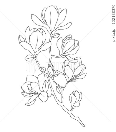 Elegant magnolia flower branch line art vector illustration on white background Elegant magnolia flower branch line art vector illustration on white background 132188370