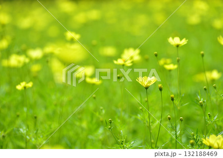秋の花 秋桜 秋の花 秋桜 132188469