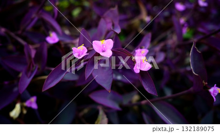 ムラサキゴテン ムラサキゴテン 132189075