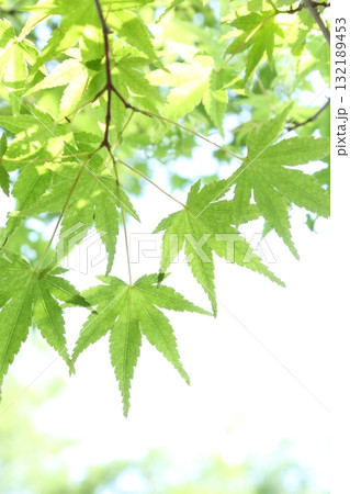 かえでの青葉のクローズアップ 【白背景】 【青もみじ】 132189453