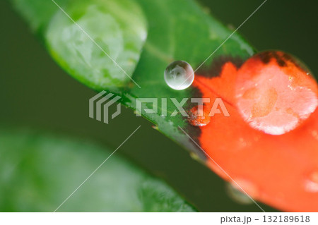 雨に濡れたショウジョウソウ 雨に濡れたショウジョウソウ 132189618