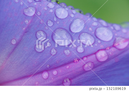 雨に濡れたアサガオ 雨に濡れたアサガオ 132189619