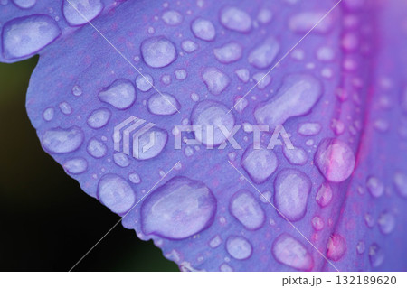 雨に濡れたアサガオ 雨に濡れたアサガオ 132189620