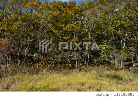 紅葉の栃木県那須 沼ッ原湿原の風景 132189693
