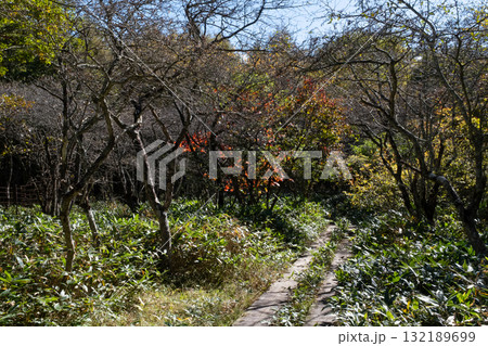 紅葉の栃木県那須 沼ッ原湿原の風景 紅葉の栃木県那須 沼ッ原湿原の風景 132189699