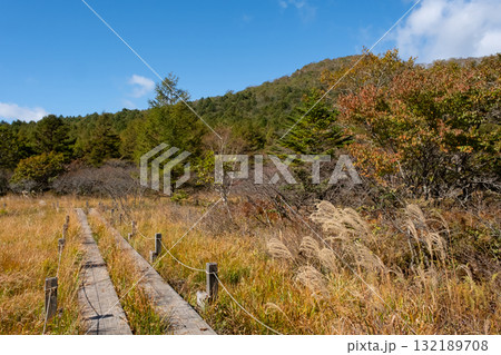 紅葉の栃木県那須 沼ッ原湿原の風景 132189708