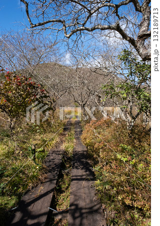 紅葉の栃木県那須 沼ッ原湿原の風景 紅葉の栃木県那須 沼ッ原湿原の風景 132189713