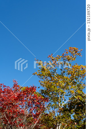青空に映える紅葉 青空に映える紅葉 132189720