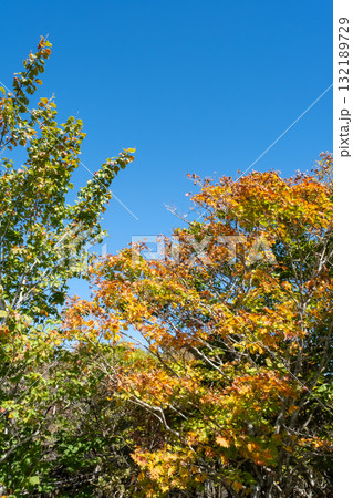 青空に映える紅葉 132189729