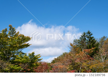 紅葉した木々と青空 132189736