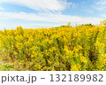 青空に映えるセイタカアワダチソウの花 132189982