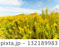青空に映えるセイタカアワダチソウの花 132189983