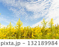 青空に映えるセイタカアワダチソウの花 132189984
