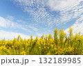 青空に映えるセイタカアワダチソウの花 132189985