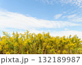 青空に映えるセイタカアワダチソウの花 132189987