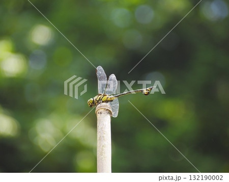 竹の上で休憩するウチワヤンマ 132190002