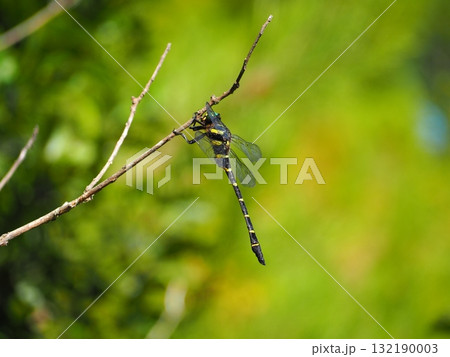 枝にとまるオニヤンマ 132190003