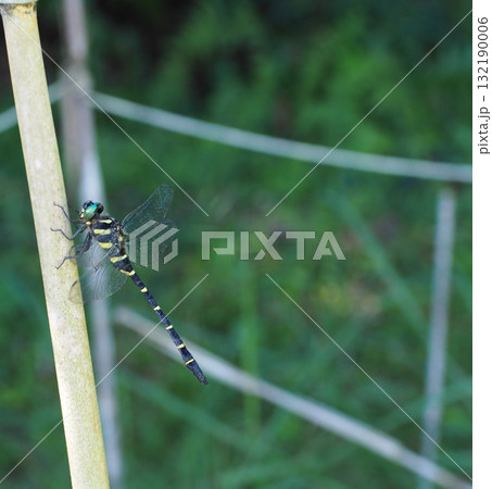 竹にとまるオニヤンマ 竹にとまるオニヤンマ 132190006