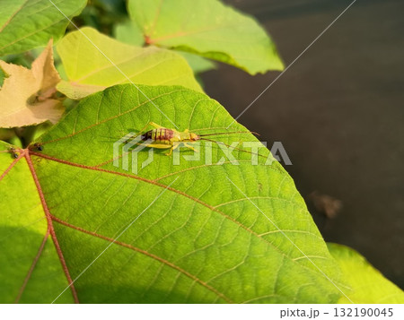 秋の虫 秋の虫 132190045