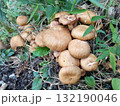 雨あがりのキノコ 132190046
