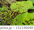 外来ハムシ 132190080